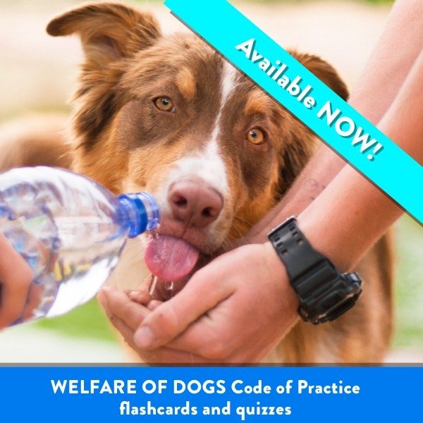 Welfare of Dogs Code of Practice – Flashcards and Quizzes