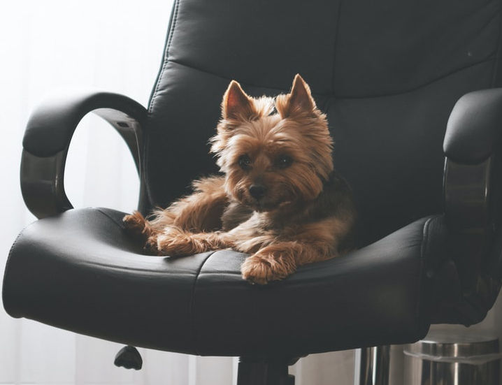 Starting Your Own Dog Home Boarding Business the Right Way